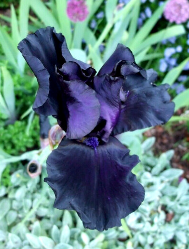Iris germanica black knight - iris,