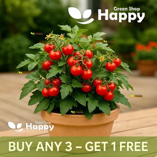Vegetable cherry tomato - tomato,