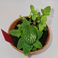 Mint Plant Live | Mentha Herb