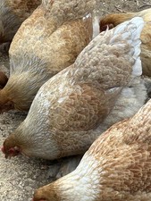 Gold Blue Partridge Brahma