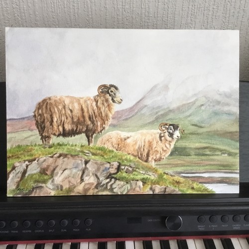 Sheep scottish landscape - scottish,