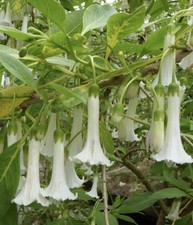 Iochroma Australe Alba
