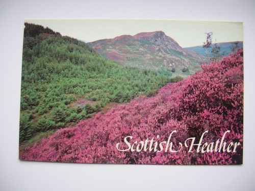 Scottish heather postcard - scottish,