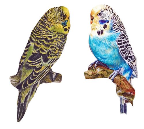 Budgie plaque set budgerigar - plaque,