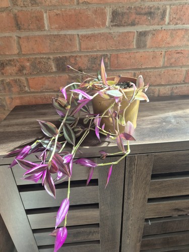 Trandascantia wandering jew - trandascantia/wandering,