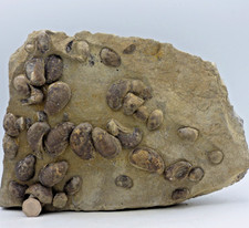 Large Jurassic Fossil