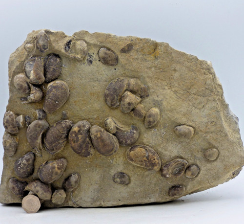 Large jurassic fossil - large,
