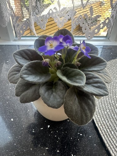 African violet cutting pack - african,