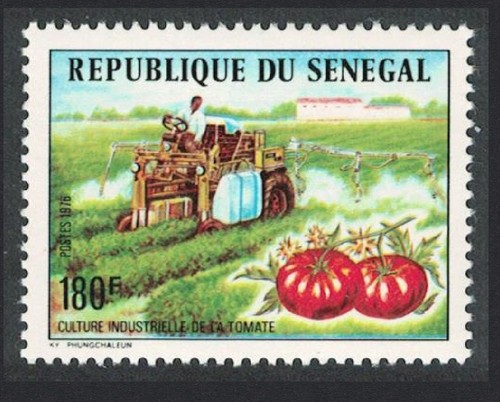 Senegal tomato production - senegal,