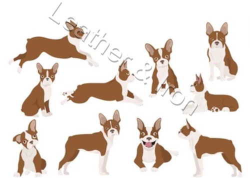 New brown boston - brown, terrier