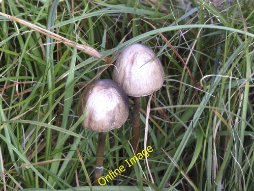 Photo 6x4 unidentified fungi - photo,
