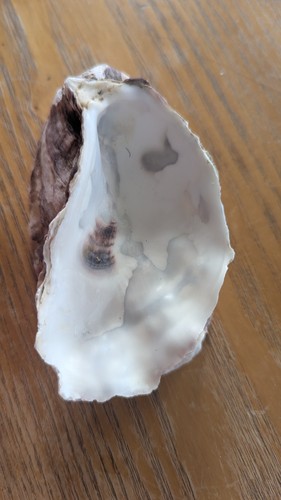 Giants double oysters - double,
