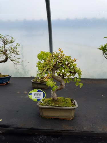 Chinese elm zelkova - zelkova, s