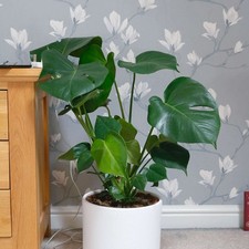 Swiss Cheese Plant