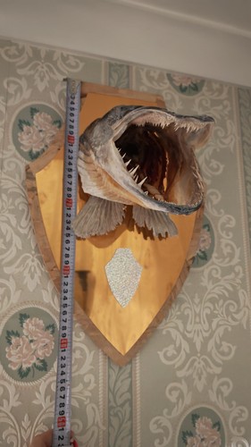 Vintage taxidermy pike - a,
