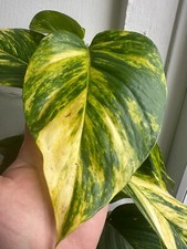 HEAVILY VARIEGATED Hawaiian