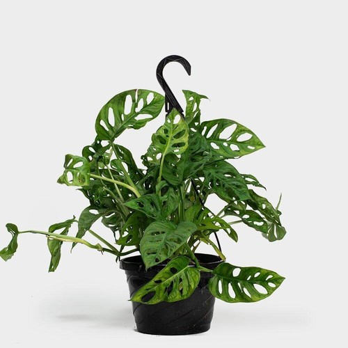 Monstera adansonii swiss - adansonii,