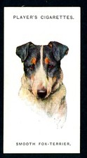 SMOOTH FOX TERRIER PLAYERS