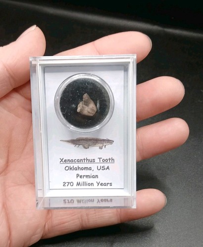 Fossil xenacanthus tooth - xenacanthus,