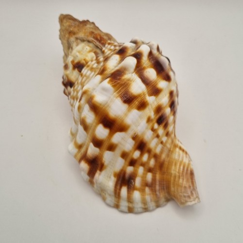Large pacific sea - sea, shell