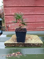 Sciadopitys verticillata - , in