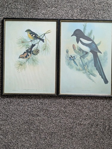 John gould framed bird - framed,