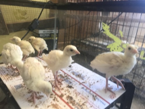 Royal palm turkey hatching - royal,