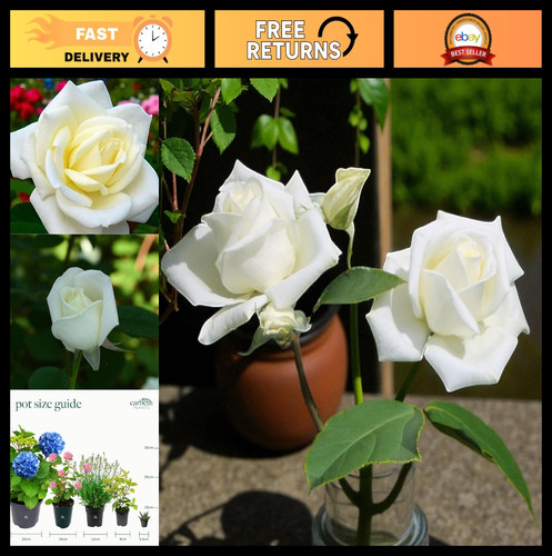 Award winning hybrid tea rose - tea,