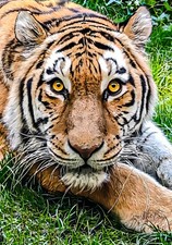 Wall Art "Sumatran Tiger" Czech Republic A4 Print