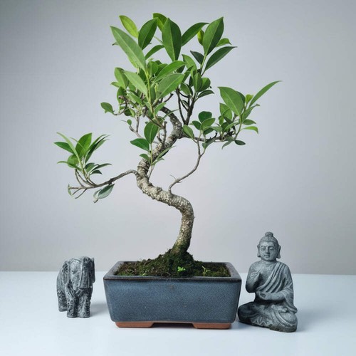 Ficus microcarpa - ficus, (banyan