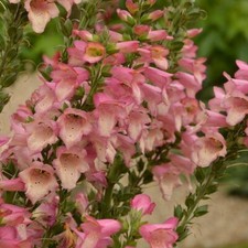 Digitalis Berry Canary