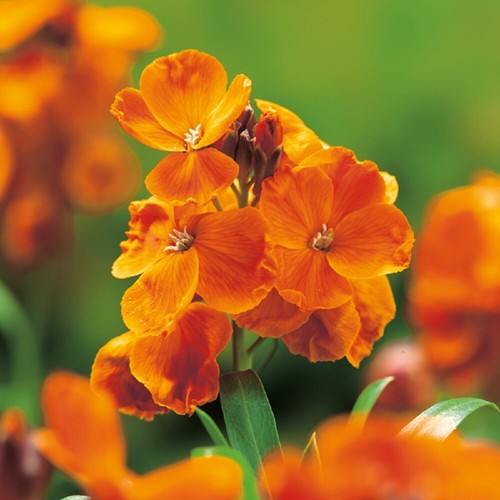 Wallflower orange bedder - -,