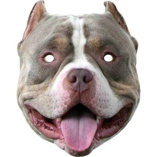 American bully animal dog - bully,