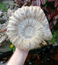 X Large Fossil Ammonite 5.6kg