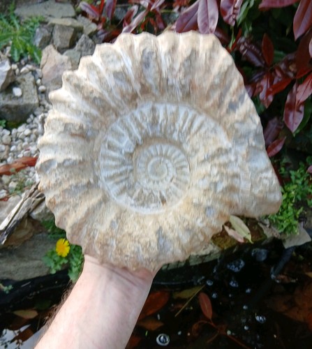Large fossil ammonite 6kg - fossil,