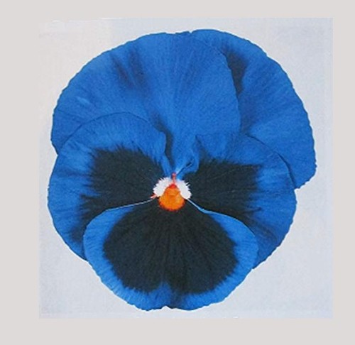 Winter pansy carneval blue - winter, 'blue