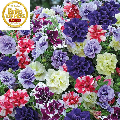 Petunia tumbelina plug plants - plug,