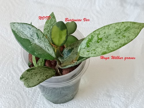 Hoya wilbur graves - 3, x