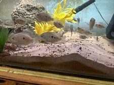 fish tank Home Breeder Baby 1 To 4 Inch Texas Cichlid