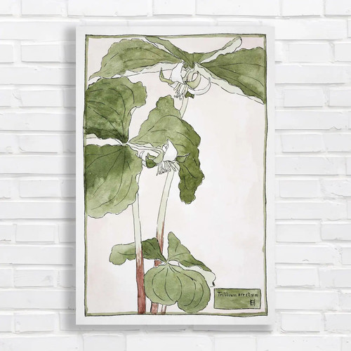 Botanical illustration - botanical,
