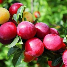 2 Scarlet Beauty Plum Trees