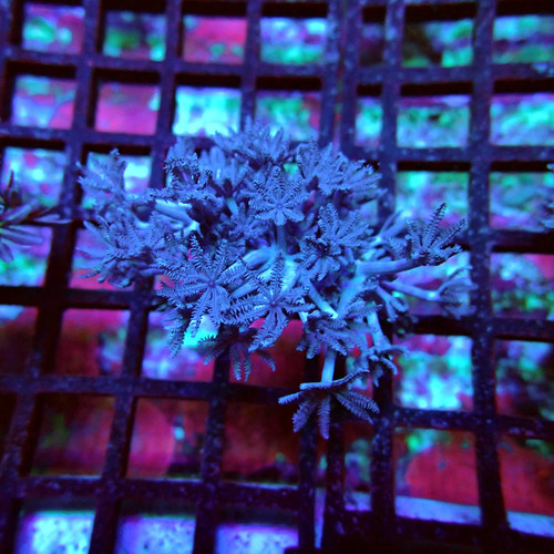 Wysiwyg xenia pulsing - -,