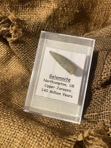 Belemnite fossil jurassic 140 - belemnite,