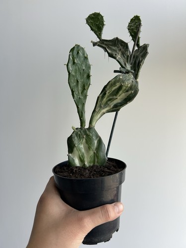 Prickly pear plant variegated - pear,