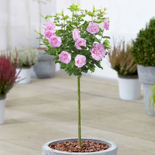 Hibiscus lavender chiffon tree - hibiscus,