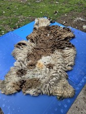 Raw Unwashed Rare Sheep Fleece