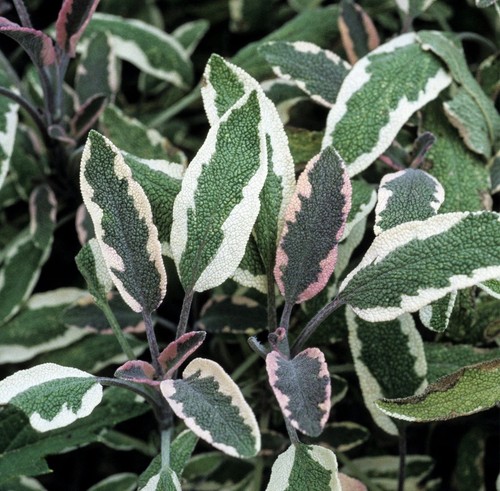 Tricolour sage plants - 2x,