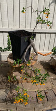 Pyracantha Cascade Bonsai Tree
