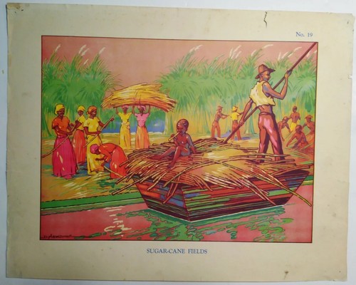 Sugar cane fields - sugar,