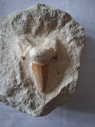 Otodus obliquus fossil - otodus,